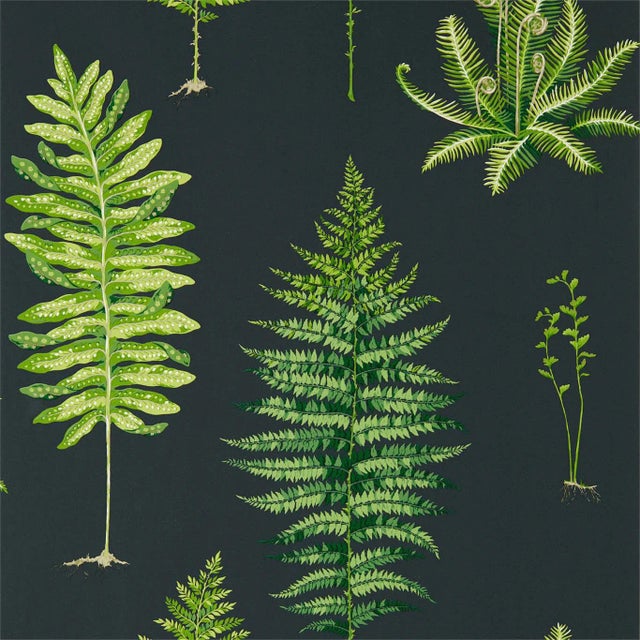 Sanderson Fernery Wallpaper in Botanical Green/Charcoal - a Sample For Sale