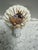 Natural Adorned Seashell Night Life With Natural Shells, Pearl, Sea Glass and Starfish Accents For Sale In Sacramento - Image 6 of 8