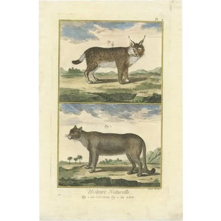 Diderot, Puma and Lynx, 1774, Print For Sale