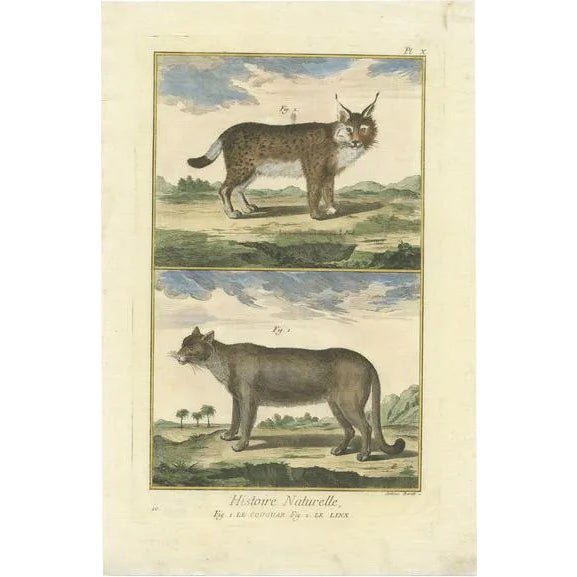 Diderot, Puma and Lynx, 1774, Print For Sale