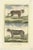 Diderot, Puma and Lynx, 1774, Print For Sale
