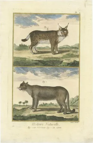 Diderot, Puma and Lynx, 1774, Print