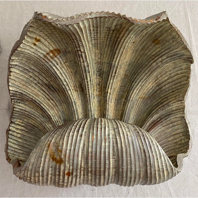 Vintage Carved Wood Clam Shell and Pearl Coffee Table ...