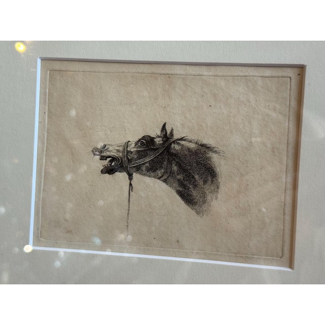 C.1800 Antique Etchings by Johannes Bemme, Set of 3 Horse Heads For Sale - Image 13 of 17