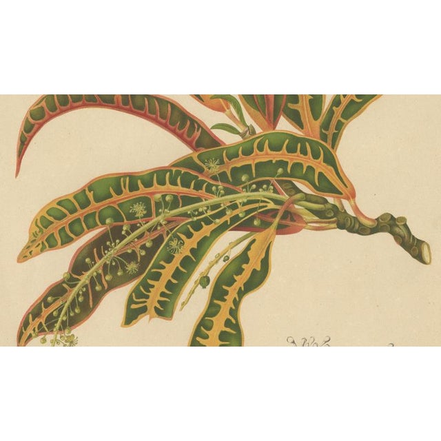 Berthe Hoola van Nooten, Garden Croton (Joseph's Coat), 1880, Chromolithograph For Sale - Image 5 of 9