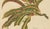 Berthe Hoola van Nooten, Garden Croton (Joseph's Coat), 1880, Chromolithograph For Sale - Image 5 of 9