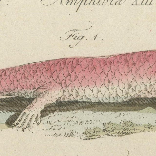 Paper Bertuch, Skink and Grey Lizards, 1805, Print For Sale - Image 7 of 12