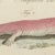 Paper Bertuch, Skink and Grey Lizards, 1805, Print For Sale - Image 7 of 12