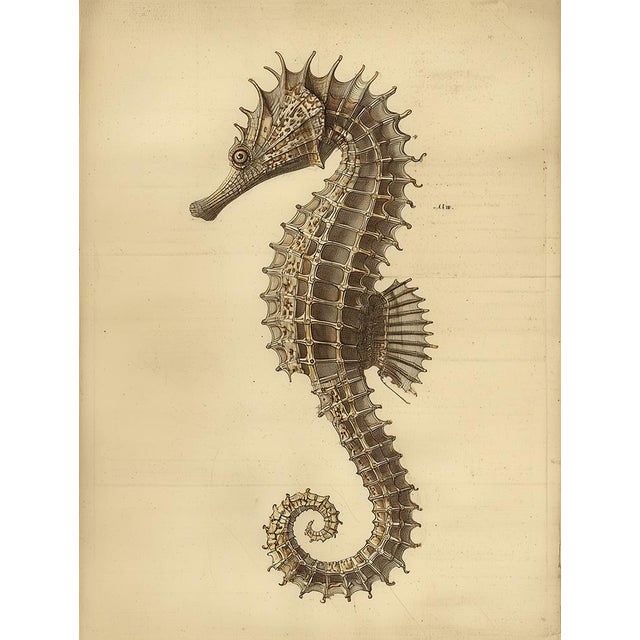 Seahorse — Antique Natural History Fine Art Print This museum-quality fine art print reproduces a beautifully detailed...