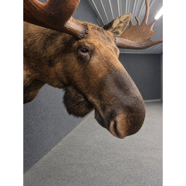 1990s Yukon Moose Shoulder Mount With Large Palmate Antlers For Sale - Image 5 of 12