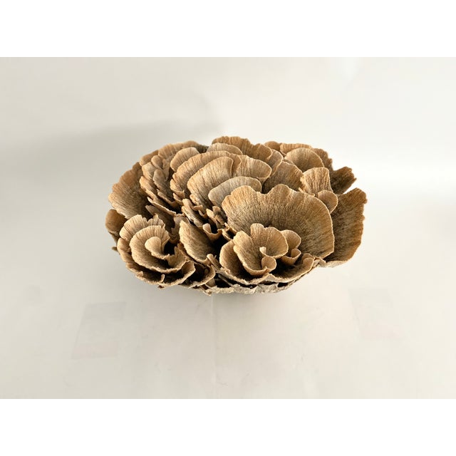 Extraordinary Natural Unbleached Poca Coral Speciman For Sale - Image 4 of 10