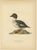 Scandinavian Bird Charts of Goldeneye Ducks, 1929, Prints, Set of 3 For Sale - Image 4 of 10
