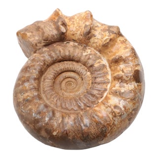 Large Ammonite Fossil Unique Accent For Sale