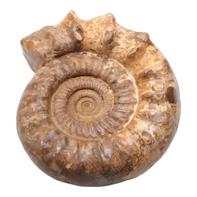 Large Ammonite Fossil Unique Accent For Sale