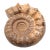 Large Ammonite Fossil Unique Accent For Sale