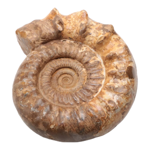 Large Ammonite Fossil Unique Accent
