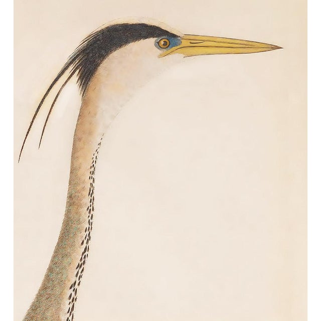 Illustration Vintage 19th Century Bird Print, Great Heron and Seabirds – 32" X 40" For Sale - Image 3 of 5