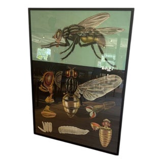 Vintage Swedish Educational Poster For Sale