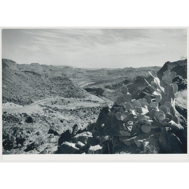 Cacti, Rio Grande, USA, 1960s, Black & White Photograph For Sale - Image 5 of 5