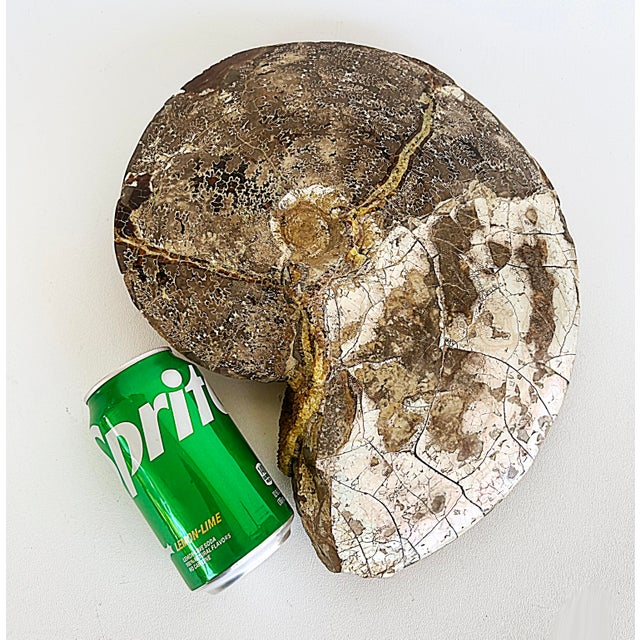 Very Large Prehistoric Ancient Ammonite Fossil Specimen Offered for sale is an ammonite fossil, a type of extinct, shelled...