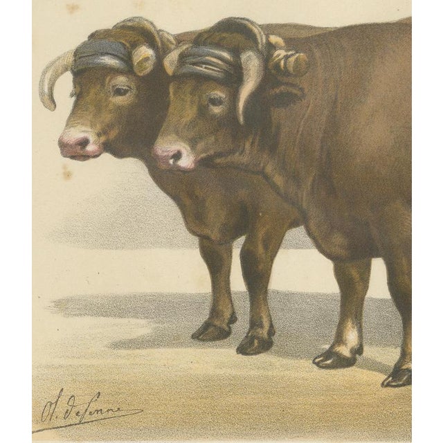 19th Century Borie, Garonnais Oxen, French Cattle Breed, 1863, Chromolithograph For Sale - Image 5 of 9