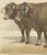 19th Century Borie, Garonnais Oxen, French Cattle Breed, 1863, Chromolithograph For Sale - Image 5 of 9