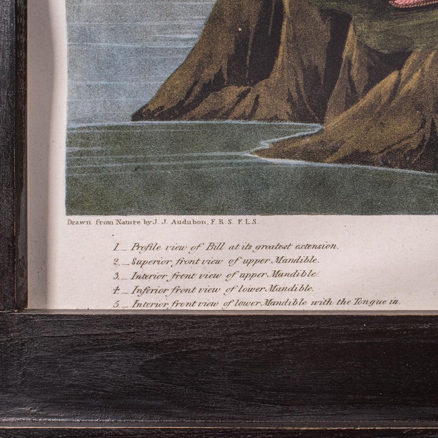 Large Vintage Flamingo Picture, English, Framed Print, Jj Audubon, Wildlife Art For Sale - Image 9 of 12