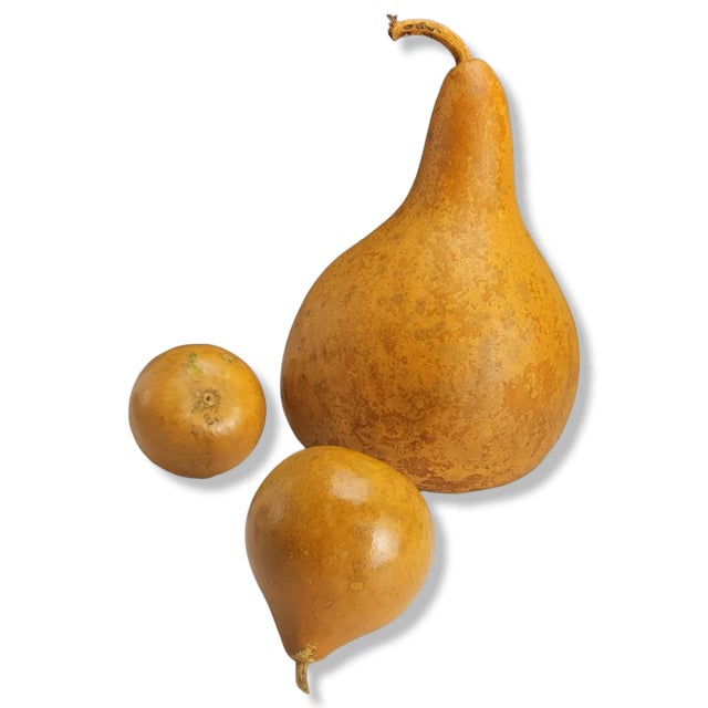 Wood Vintage 1980's Mixed Shape Natural Gourds Set of 3 For Sale - Image 7 of 9