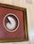 Coastal Vintage Framed Nautilus Seashell For Sale - Image 3 of 11