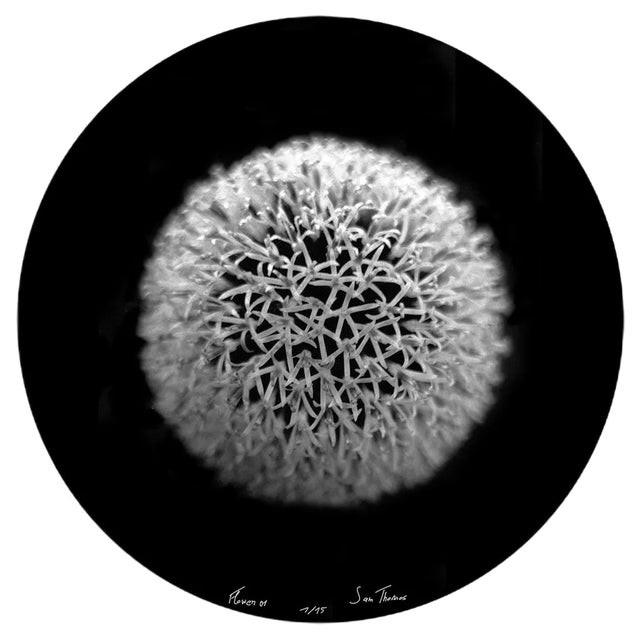 Sam Thomas, Flower 1, 2009, Pigment Print For Sale