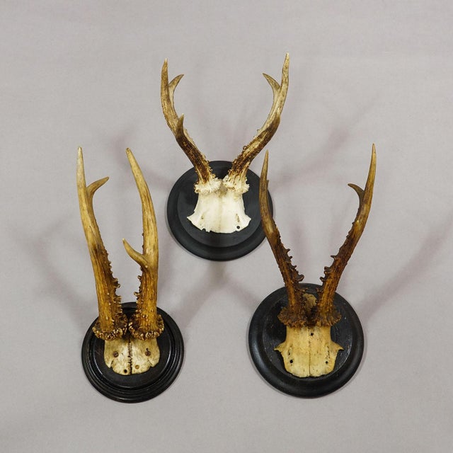 1910s Set of Six Roe Deer Trophies on Turned Plaques Germany Ca. 1910s For Sale - Image 5 of 8
