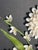 Natures Beauty Sea Shells Floral Arrangement Plaque by Elia For Sale - Image 4 of 6