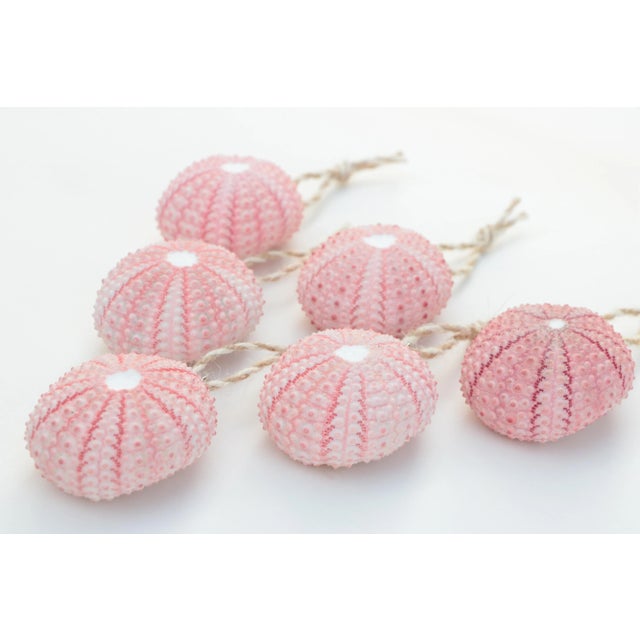 Set of six ornaments hand crafted from natural sea urchins; filled with lightweight plaster. Hung from twisted cream and...