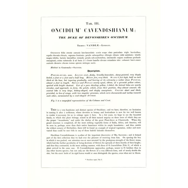 Large 1973 Orchid Flower Lithograph "Oncidium Cavendishianum (The Duke of Devonshire's Oncidium)" After James Bateman For Sale - Image 4 of 7
