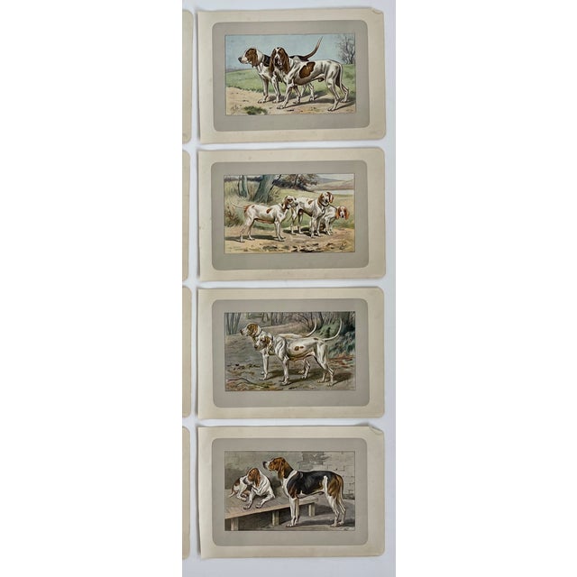 1907 French Photogravure Prints - Collection of Twelve Hunting Dogs #2 - For Sale - Image 4 of 6