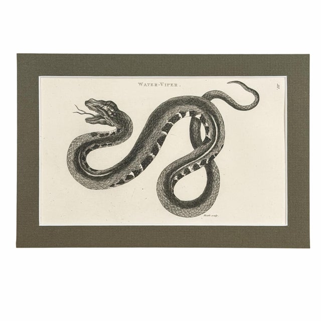 Early 19th-Century Snake Gallery | Seba & Shaw Engravings, Matted Trio - Set of 3 For Sale - Image 4 of 6