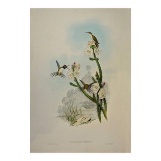 Yarrell's Wood-Star Hummingbirds: A 19th Century Hand-Colored Gould Lithograph, 1850 For Sale