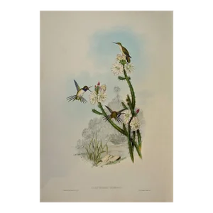 Yarrell's Wood-Star Hummingbirds: A 19th Century Hand-Colored Gould Lithograph, 1850