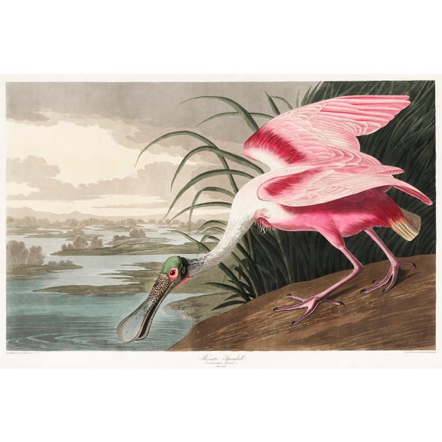 Roseate Spoonbill by John James Audubon, Vintage Art Print Reproduction, 18" × 12" For Sale