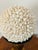 Contemporary 1970s Large Coastal Ses Shell Globe on Gold Brunswick Tropical Tazza For Sale - Image 3 of 4