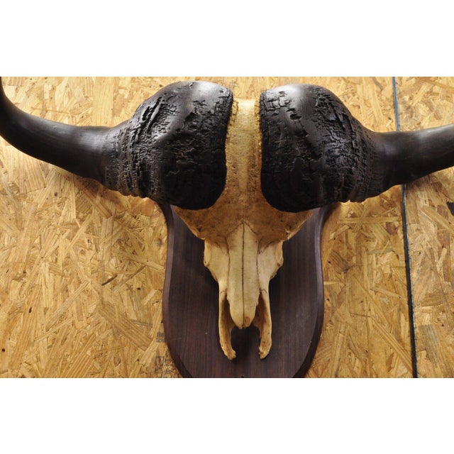 Vintage African Cape Buffalo Skull European Mount on Wooden Plaque Taxidermy For Sale - Image 4 of 12