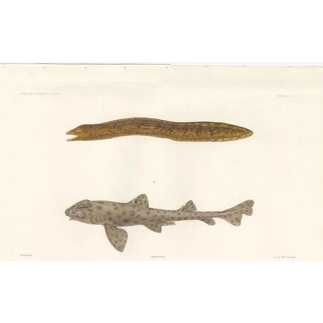 Mid 19th Century Werner, Vintage Sea Life Print Moray Eel and Panther Shark from French Voyage, 1846, Print For Sale - Image 5 of 10