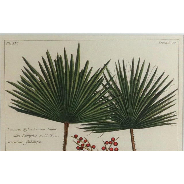 Illustration Botanical Hand-Colored Engraving of Palmyra Palms, Georg Eberhard Rumphius, 1741-50 For Sale - Image 3 of 13