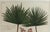 Illustration Botanical Hand-Colored Engraving of Palmyra Palms, Georg Eberhard Rumphius, 1741-50 For Sale - Image 3 of 13