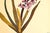 1940 Set of 3 Mid-Century French Arlette Davids Botanical Prints- Hyacinths, Lily For Sale In New York - Image 6 of 10