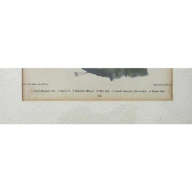 Wood Set of 3 Alexander Wilson Owl Bird Engravings Framed 19th C. Antique For Sale - Image 7 of 8