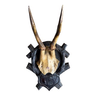 Roe Deer Trophy 213 Black Forest Antlers Mount For Sale