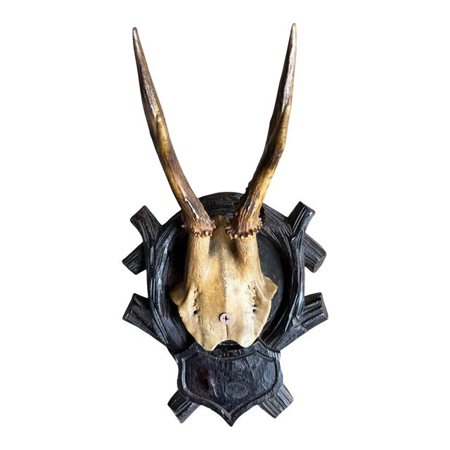 Roe Deer Trophy 213 Black Forest Antlers Mount For Sale