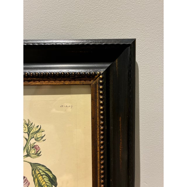 English Vintage Moth & Hibiscus Botanical Illustration in Black & Gold Wood Frame For Sale - Image 3 of 4