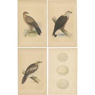 Eagles and Their Eggs, Paper, Set of 4 For Sale